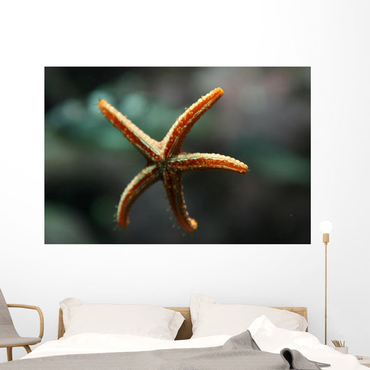 Etoile Mer Wall Decal