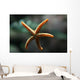 Etoile Mer Wall Decal
