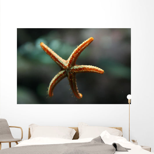 Etoile Mer Wall Decal