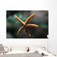 Etoile Mer Wall Decal