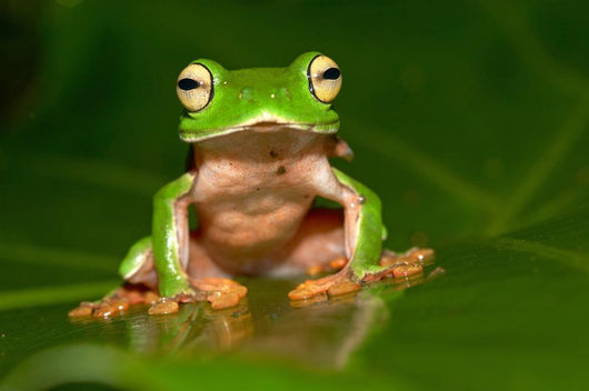 Tree Frog Wall Decal Design 1