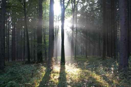 Forest Wall Decal Design 3