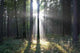 Forest Wall Decal Design 3