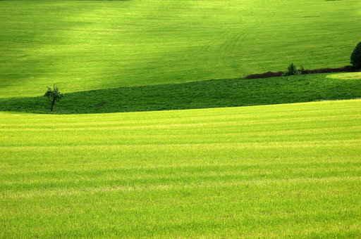 Pasture Landscape Wall Decal