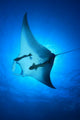 Manta Ray Wall Decal
