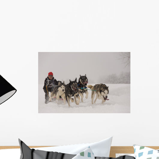 Dog Sledding Wall Decal
