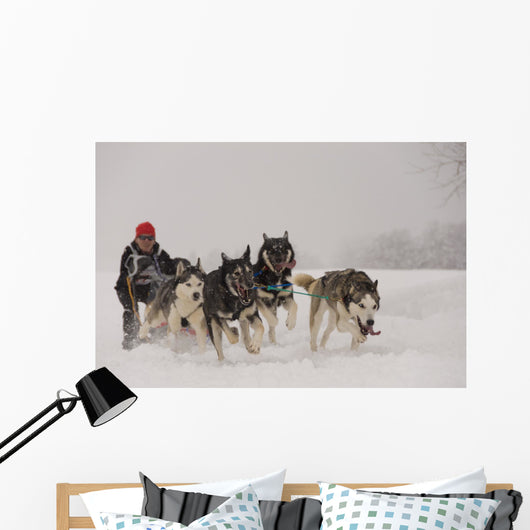 Dog Sledding Wall Decal