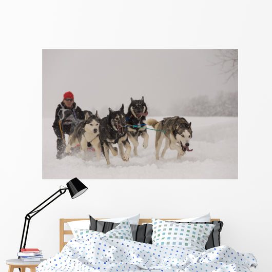 Dog Sledding Wall Decal