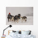Dog Sledding Wall Decal