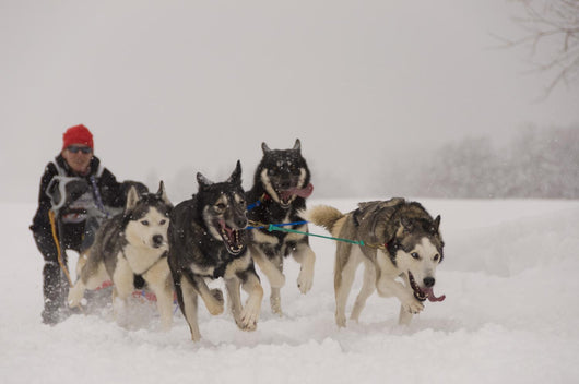 Dog Sledding Wall Decal