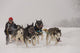 Dog Sledding Wall Decal