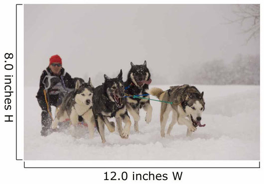 Dog Sledding Wall Decal