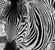 Zebra Wall Decal Design 2