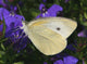 Butterfly with Flower Wall Decal