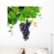 Grapevine with Blue Grape Wall Decal