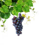 Grapevine with Blue Grape Wall Decal