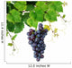 Grapevine with Blue Grape Wall Decal