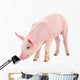 Pig White Wall Decal