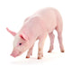 Pig White Wall Decal