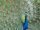 Blue Peacock Wall Decal