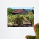 Old Barn and Vineyard Wall Decal