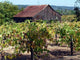 Old Barn and Vineyard Wall Decal