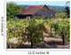Old Barn and Vineyard Wall Decal