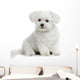 Bichon Maltese Dog Wall Decal
