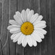 Daisies Flower Wood Wall Decal