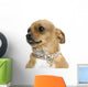 Chihuahua Wall Decal