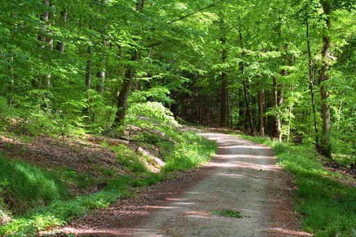 Forest Wall Decal Design 1