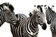 Zebra Wall Decal Design 1