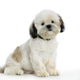 Shi-tzu Wall Decal