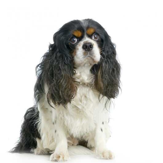 Cavalier King Charles Spaniels Wall Decal