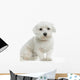 Bichon Maltais Wall Decal