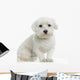 Bichon Maltais Wall Decal