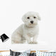 Bichon Maltais Wall Decal