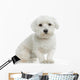 Bichon Maltais Wall Decal
