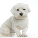 Bichon Maltais Wall Decal
