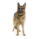 German Shepard Wall Decal