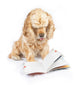 Dog Reading Book Wall Decal