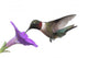 Ruby-throated Hummingbird Wall Decal