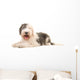 Old English Sheep Dog Wall Decal