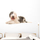 Old English Sheep Dog Wall Decal
