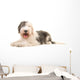 Old English Sheep Dog Wall Decal