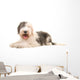 Old English Sheep Dog Wall Decal