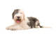 Old English Sheep Dog Wall Decal