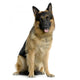 Dark Faced German Shepard Wall Decal