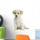 Jeune Labrador Wall Decal
