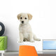 Jeune Labrador Wall Decal